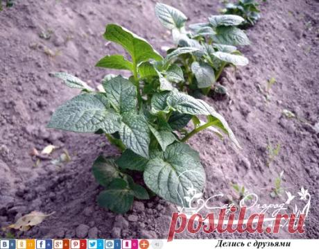 Как избавится от колорадского жука без химии? Одну пачку сухой горчицы разво...