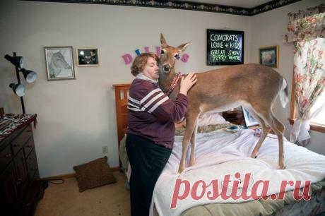 Во как, с копытами на кровать! ))