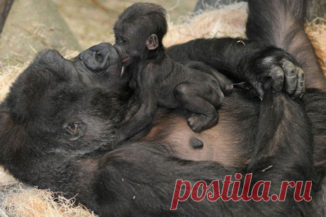 Одноклассники