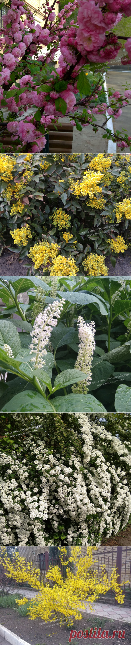 Что посадить перед домом: кустарники и деревья, которые растут почти без присмотра | ПРО красивости: косметика, кухня | Яндекс Дзен