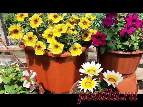ПЕТУНИЯ БУДЕТ ЦВЕСТИ ШАРОМ💖Сделайте Так при Высадке в грунт