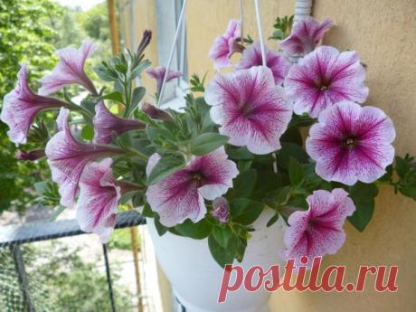 Петуния - хвастаемся цветущими растениями - Страница 16 - Форум цветоводов Фрау Флора
