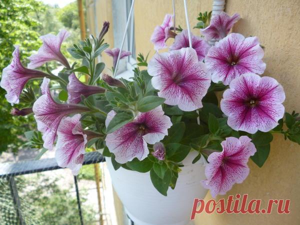 Петуния - хвастаемся цветущими растениями - Страница 16 - Форум цветоводов Фрау Флора