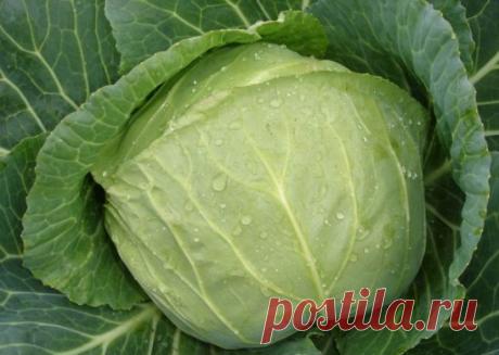 Секреты большого урожая 
1. Йод для капусты 
В ведро воды добавить 40 капель йода. Когда начнет формироваться кочан, поливать капусту под растение по 1 литру. 
2. Ускорение пророста 
Чтобы семена быстрее проросли их замачивают в растворе перекиси водорода (4%) на 12 часов (капуста), а семена помидоров и свеклы - на 24 часа. Для обеззараживания семян (вместо марганцовки) их обрабатывают 10% перекисью водорода 20 минут. Соотношение раствора и семян 1:1. Затем семена промывают и просушивают. 
3