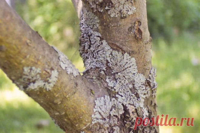 Болезни коры яблони: описание с фотографиями и способы лечения
