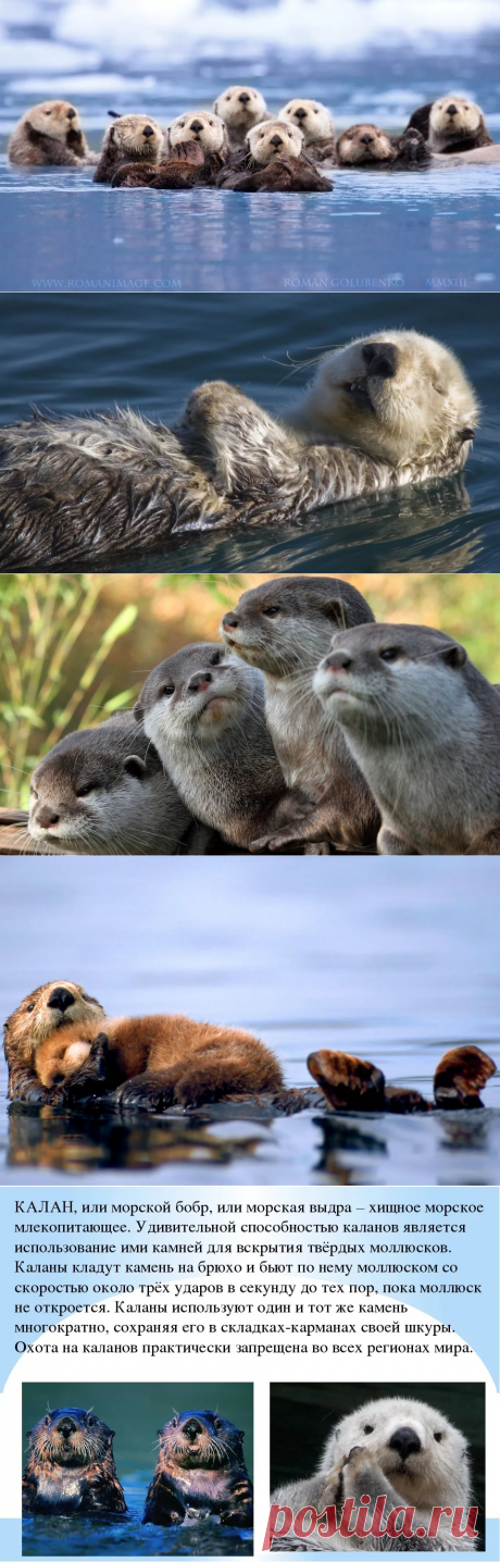 Каланы