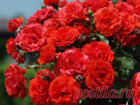 (4) Pinterest