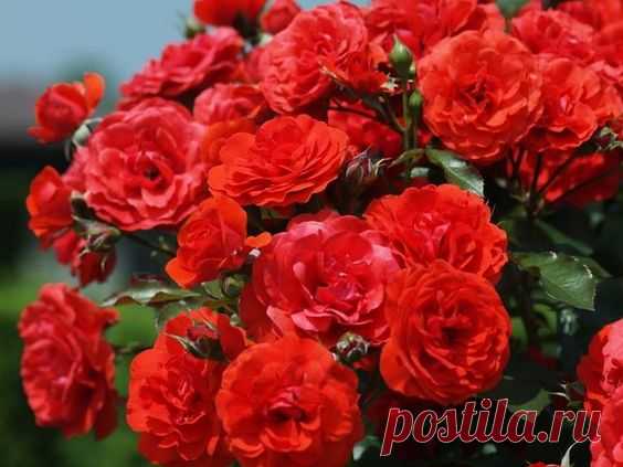 (4) Pinterest