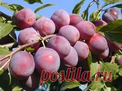 Прожорливая сливовая опыленная тля - сливовая опыленная тля, как бороться со сливовой опыленной тлей, сливовая тля, вредители сливы, как