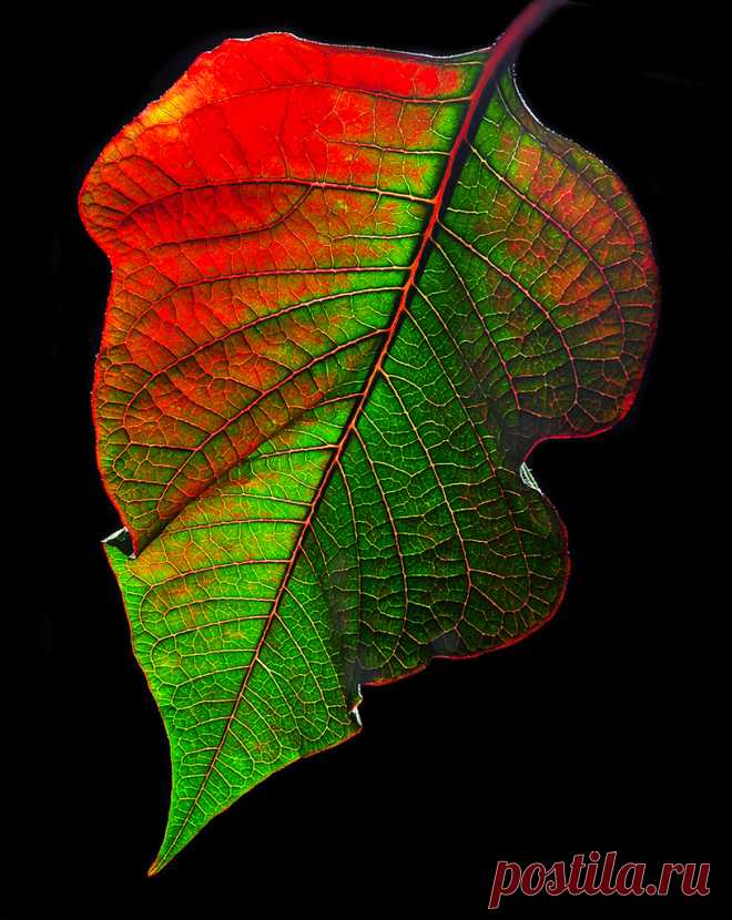 Nature's Palette