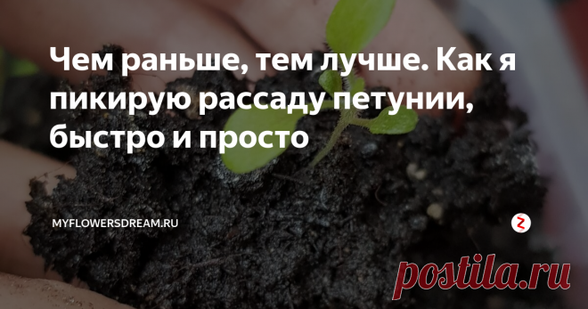 Чем раньше, тем лучше. Как я пикирую рассаду петунии, быстро и просто Здравствуйте! В этой статье хочу рассказать о том, как я пикирую рассаду петунии. Сразу хочу сказать, что чем раньше Вы приступите к её пикировке, тем лучше. Что я заметила, в фазе двух-четырёх настоящих листочков она легче всего переносит пикировку, точнее и вовсе её не замечает, сразу начинает быстро расти.
Свою первую партию махровой петунии я посеяла ещё в середине февраля. И вот меньше чем че