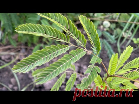 Экзотические растения моего сада!