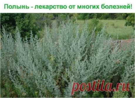 Полынь - лекарство от многих болезней!
Полынь - это сильнейшее средство дано для быстрого приведения больных в порядок.
Лечение полынью очищает тело от всяких вредных организмов, находящихся в нем (это разного рода простейшие - трихомонады, хламиды, герпес, кандида, лямблии, эхинококковая инфекция)., излечивает бессоницу, нервные болезни и восстанавливает обмен веществ, в результате чего исчезает ожирение и лишний вес.
Полынная терапия снимает почти все воспалительные проц...