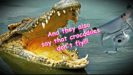 ✔ And they also say that crocodiles don't fly!!!