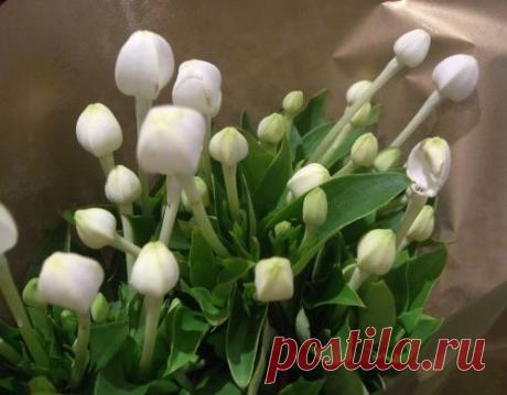 Сад, цветник и огород. Ароматы круглый год