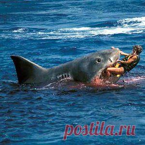 Акула растерзала насмерть австралийского «дайвера» собиравшего морских гребешков » Интересные новости OAnews