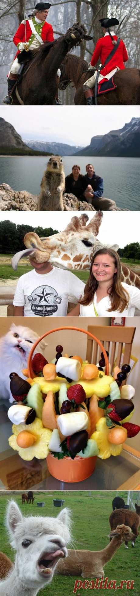18 Animals That Are Much Better At Photobombing Than Humans