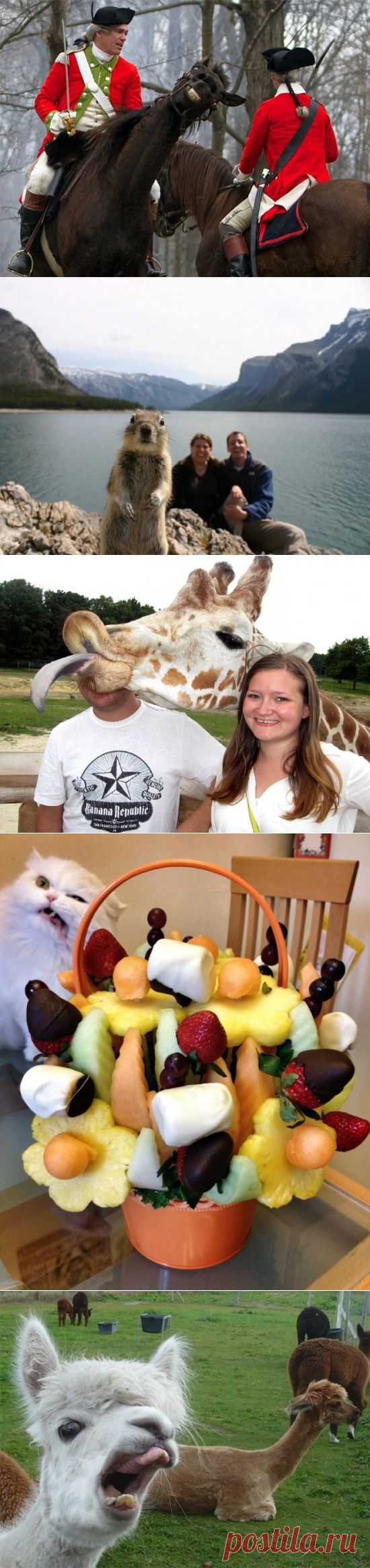 18 Animals That Are Much Better At Photobombing Than Humans