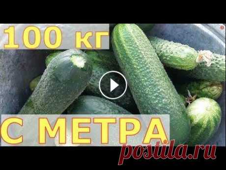 СТО КИЛОГРАММОВ ОГУРЦОВ с одного квадратного МЕТРА Как в северном регионе в открытом грунте получить большой урожай огурцов. Урожайный способ выращивания огурцов в открытом грунте. Помощь каналу, карта...