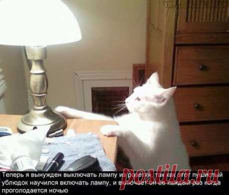 Пушистые засранцы / Писец - приколы интернета