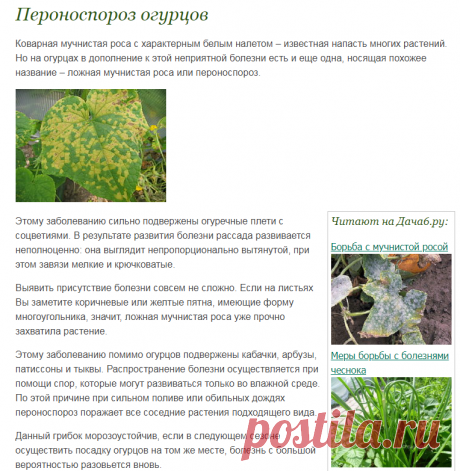 Лечение пероноспороза огурцов