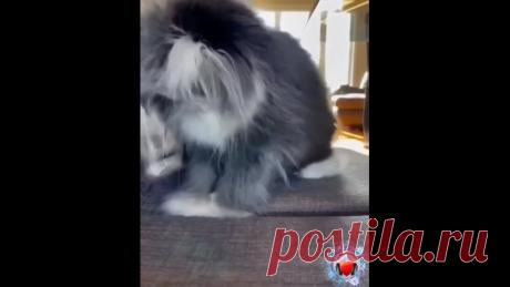 Кошка-собака-заяц - все понемногу!