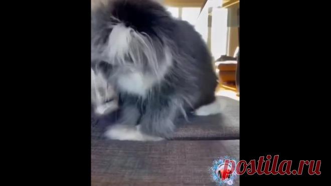 Кошка-собака-заяц - все понемногу!