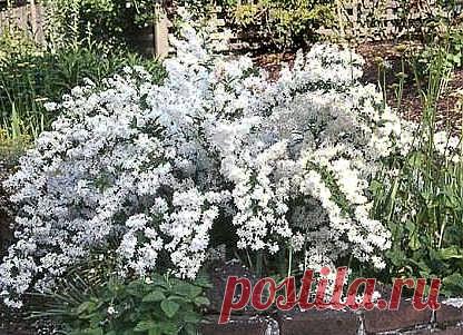 О дейции... | НА ЗАВАЛИНКЕ