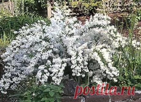 О дейции... | НА ЗАВАЛИНКЕ