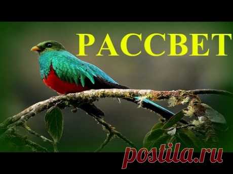 1Час - Настоящий Рассвет Соловьи и Другие Птицы / Live Nightingales Singing