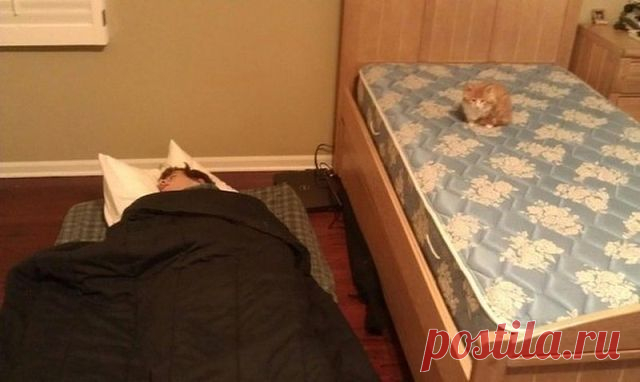 Кот в доме хозяин?!