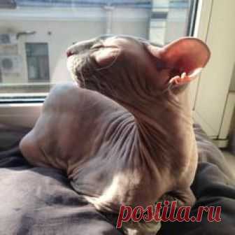 Sphynx Kitty
