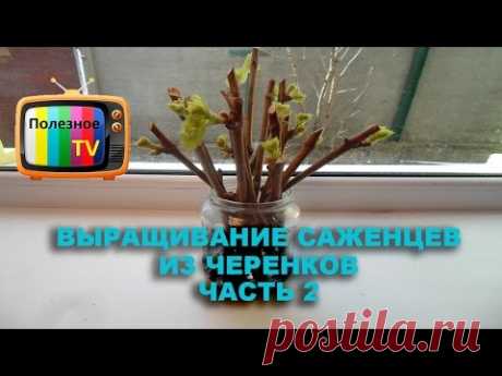 Проращивание черенков винограда - самый легкий способ Часть 2