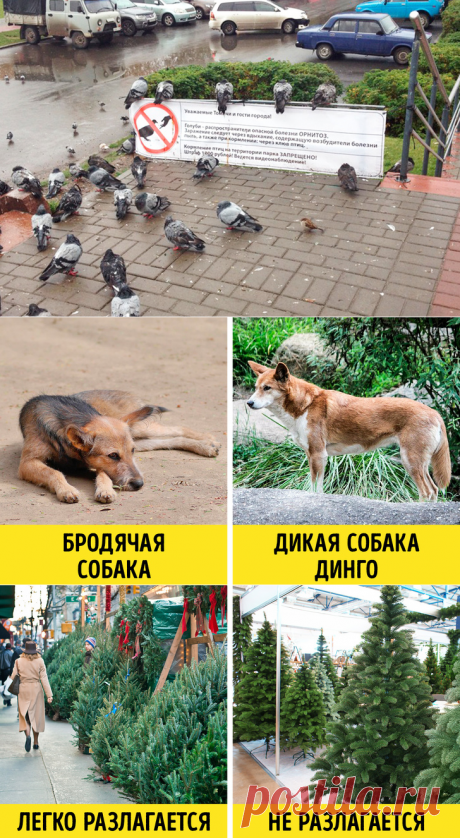 10 принципов экозащитников, которые оказались не более чем фикцией