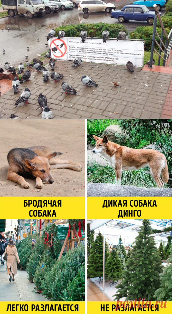 10 принципов экозащитников, которые оказались не более чем фикцией