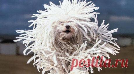 10 самых лохматых животных планеты
Некоторые представители фауны отличаются повышенной лохматостью. Возможно, когда-то на них нечаянно пролили репейное масло или нажали красную кнопку «активировать». С тех пор пушистики мечтают о походе к брадобрею, который стрижет и бреет зверей. Ведь, как поется в детской песне, после его чудесных стрижек даже глупые мартышки походят на людей.