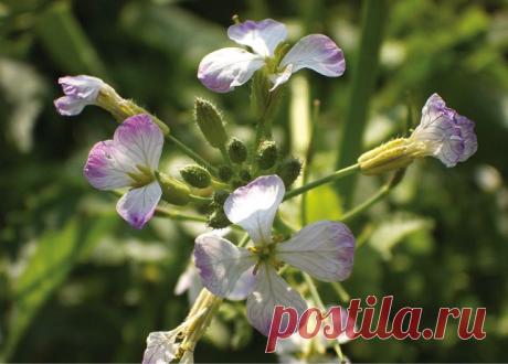 Под прикрытием редьки — Ваше Плодородие