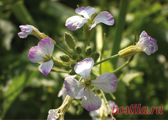 Под прикрытием редьки — Ваше Плодородие