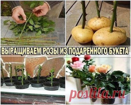 Не спешите выбрасывать букет
--------------------------------------------
1. С цветков из букета удалите листья и цветы, нарежьте черенки длиной 25-30 см.
Каждый черенок смочите водой и прижгите его концы крепким раствором марганцовки.
2. Замочите черенок полностью в розовом растворе марганцовки на сутки.
3. Посадите черенок в землю так, чтобы вторая почка оказалась на поверхности.
4. Накройте горшок с черенком банкой или полиэтиленом.
5. Следите, чтобы почва была все время влажной. Но полив дол