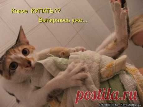 Самые свежие котоматрицы