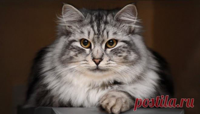 Картинки красивые с кошками (35 фото) 🔥 Прикольные картинки и юмор