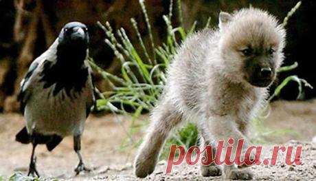 The Wolf &amp; the Raven The Wolf and the Raven are often mentioned together in Mythology, Lore and Scripture. In Nature, the Wolf and Raven have an im…