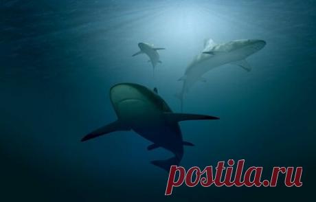 Есть ли акулы в Черном море: что надо знать планируя отпуск