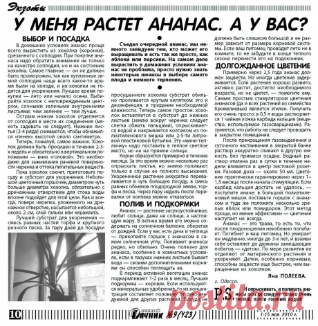 Как вырастить ананас в квартире