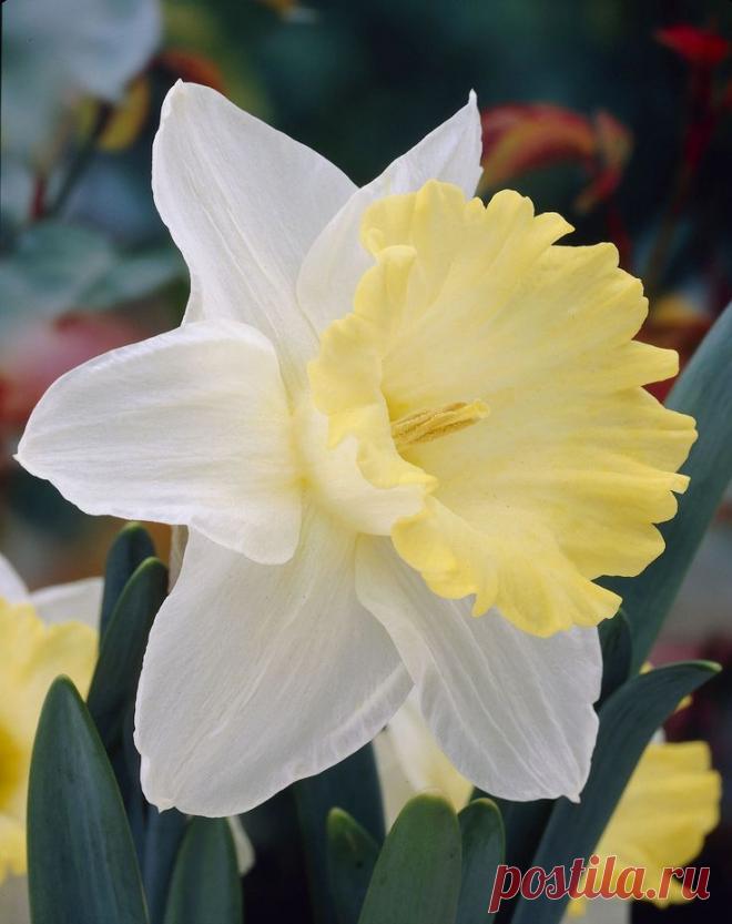 narcissus Ellen, 1960