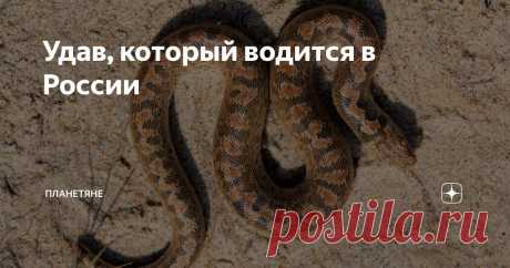 Удав, который водится в России Статья автора «Планетяне» в Дзене ✍: Привет, мои дорогие любители необычной земной фауны. А знали ли вы, что удавы водятся и России?