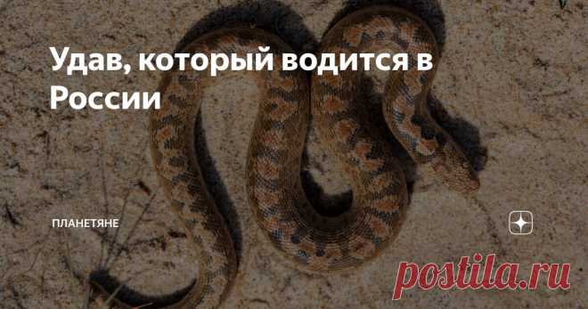 Удав, который водится в России Статья автора «Планетяне» в Дзене ✍: Привет, мои дорогие любители необычной земной фауны. А знали ли вы, что удавы водятся и России?
