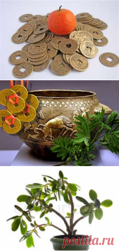 Фэн-шуй богатства. Талисманы: денежное дерево, чаша изобилия, аквариум - Женский Идеал