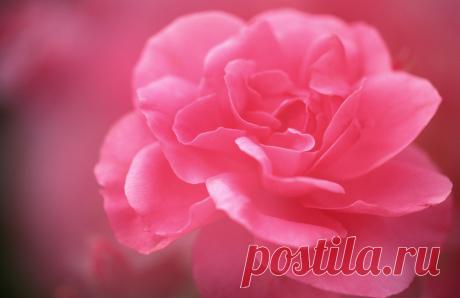 обои Цветы 11 - 35 фото. Фотографии Wallpaper Man.