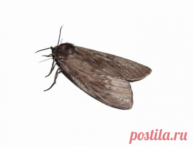 Как избавиться от зерновой моли — Делимся советами